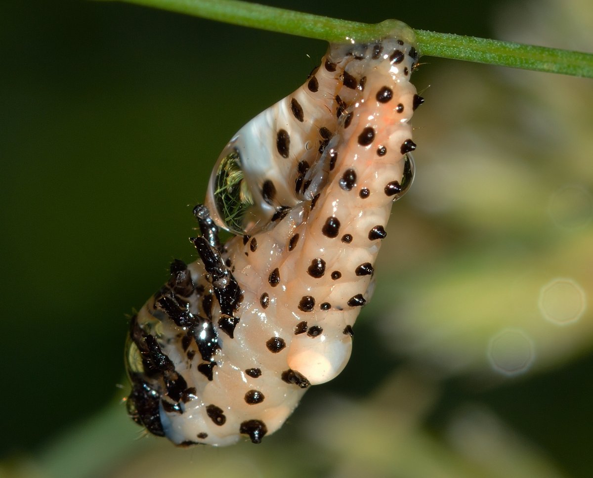 Cotton bollworm in Flax