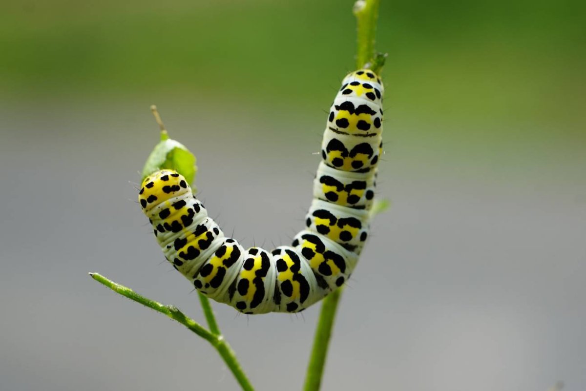 Совка Helicoverpa armigera. Гусеница