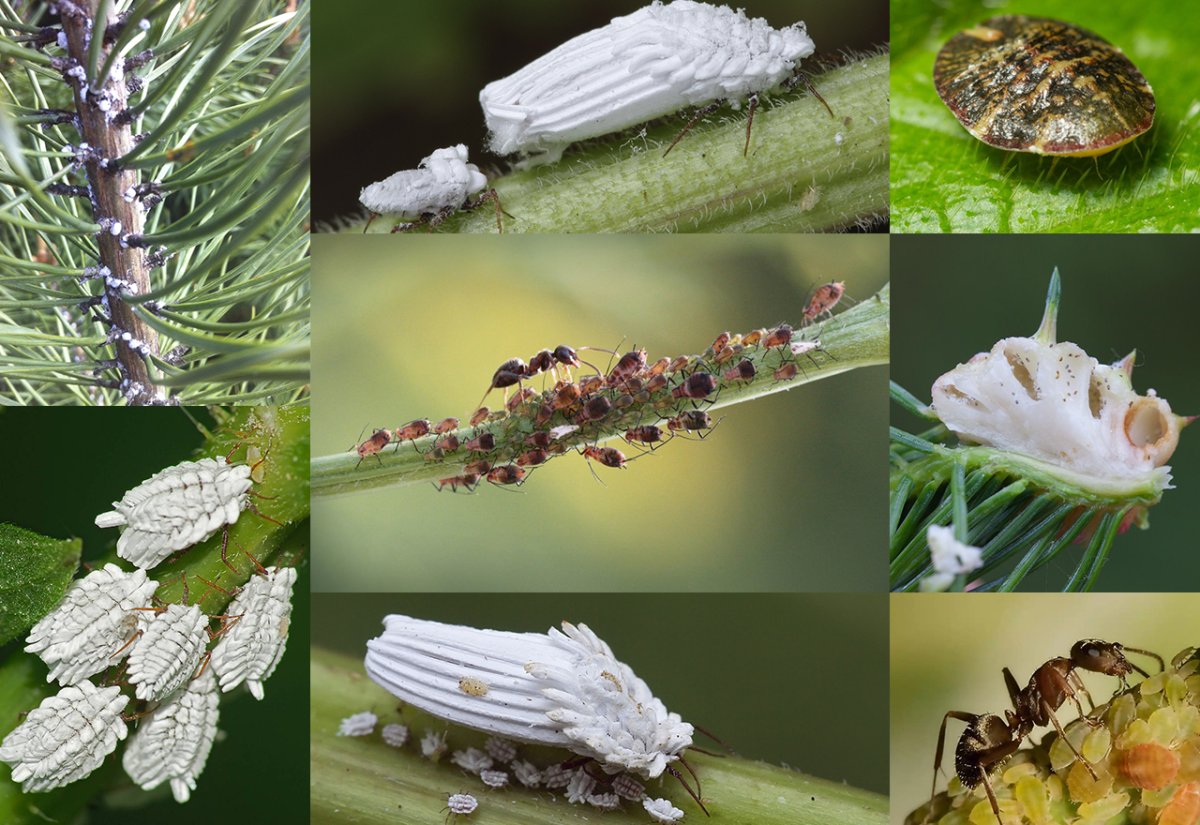 Боливийская бабочка личинка