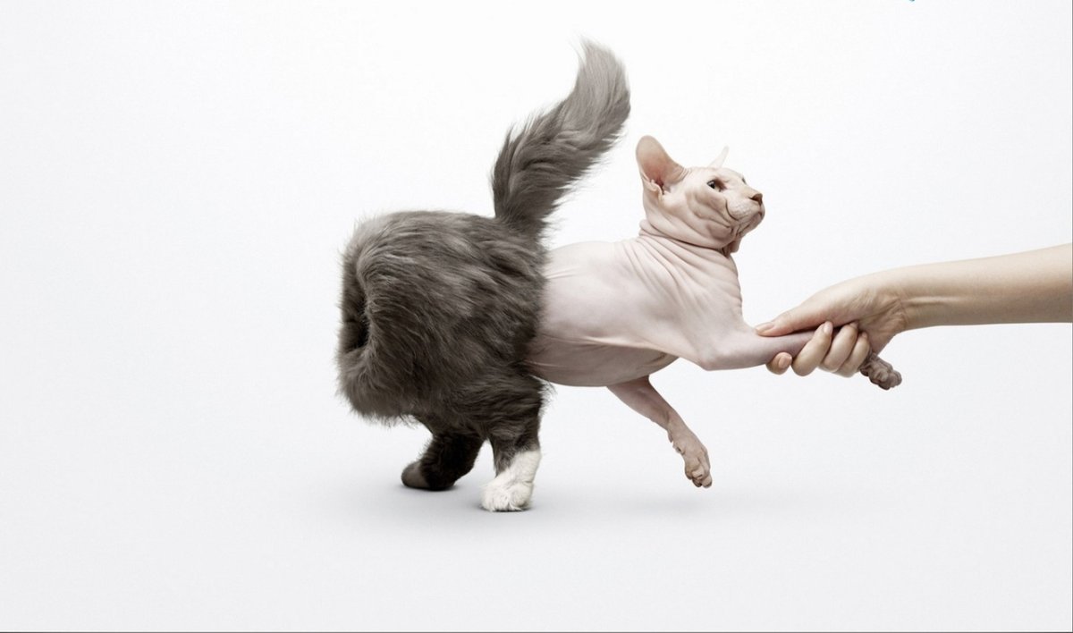 Стойка для кота