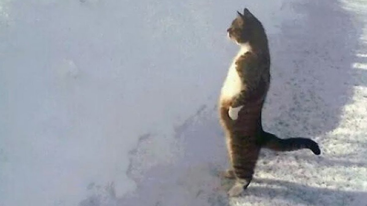 Котенок выгибает спину