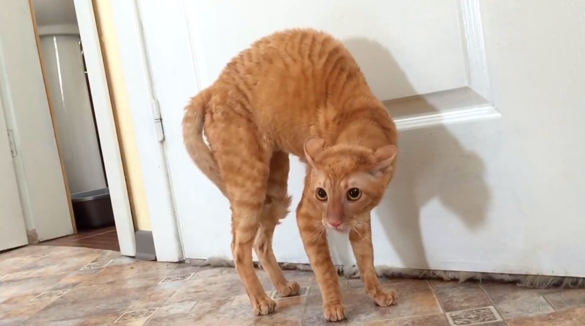 Тигр в прыжке