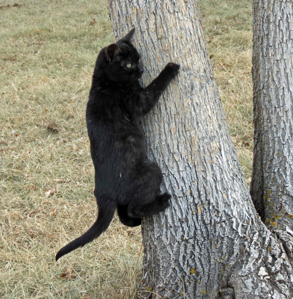 Коза танцует