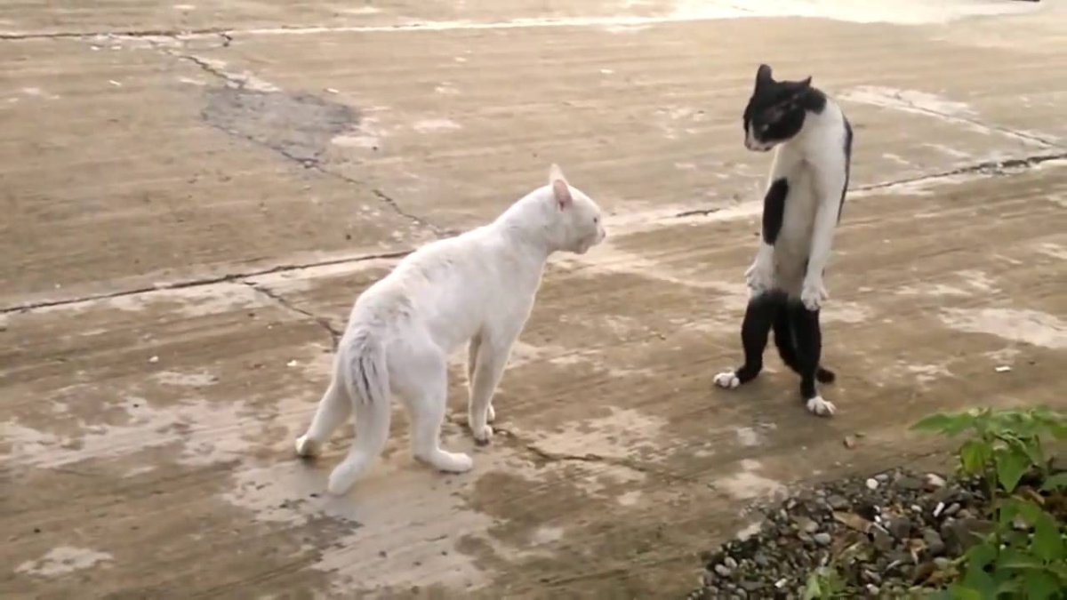 Кот в воздухе