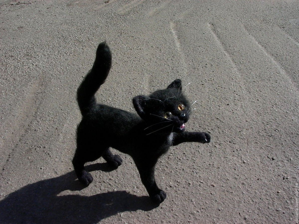 Злая кошка