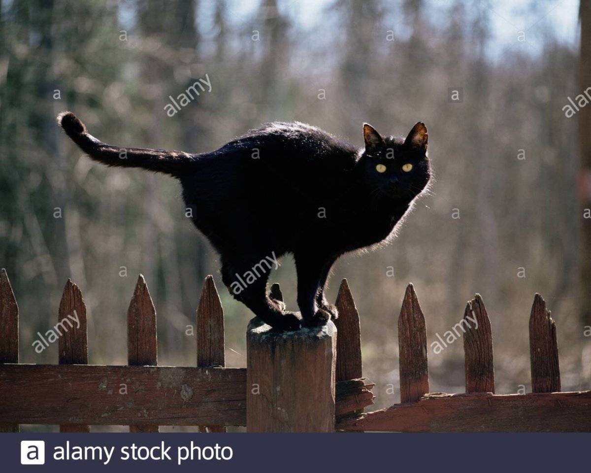 Кошка с лошадиной мордой