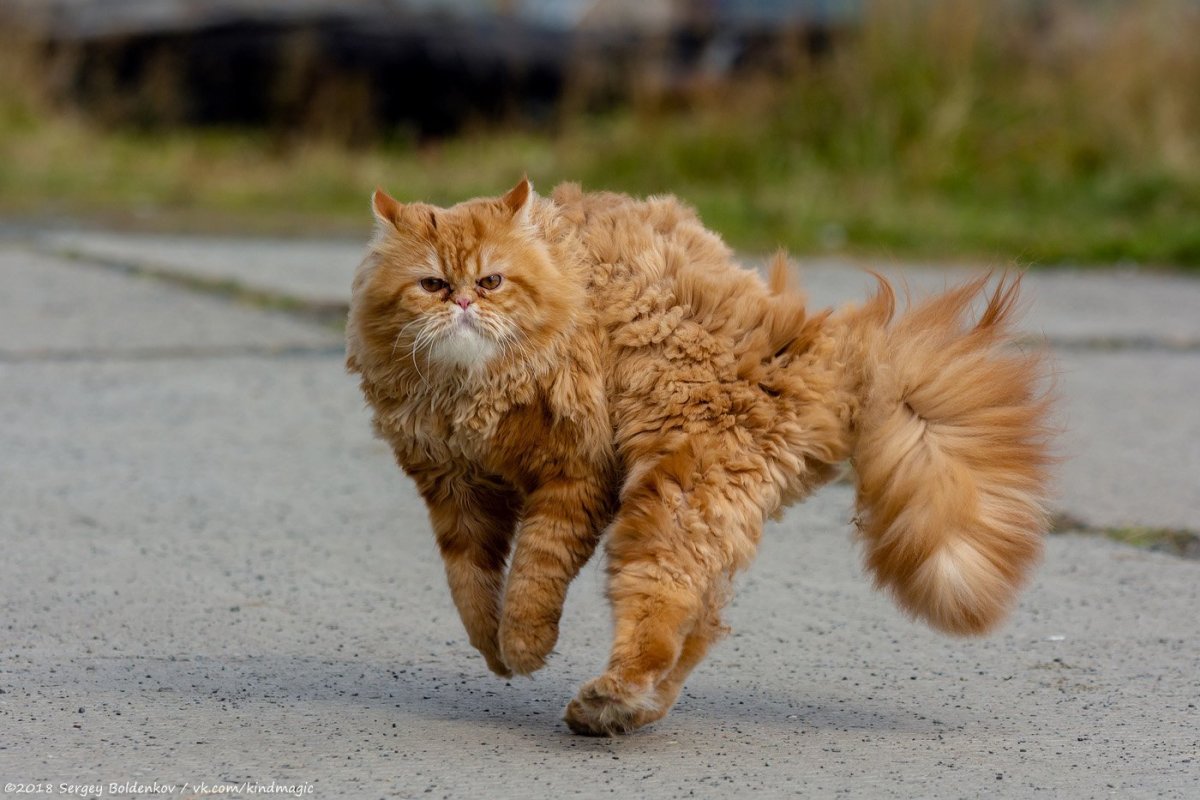 Кот шерсть дыбом