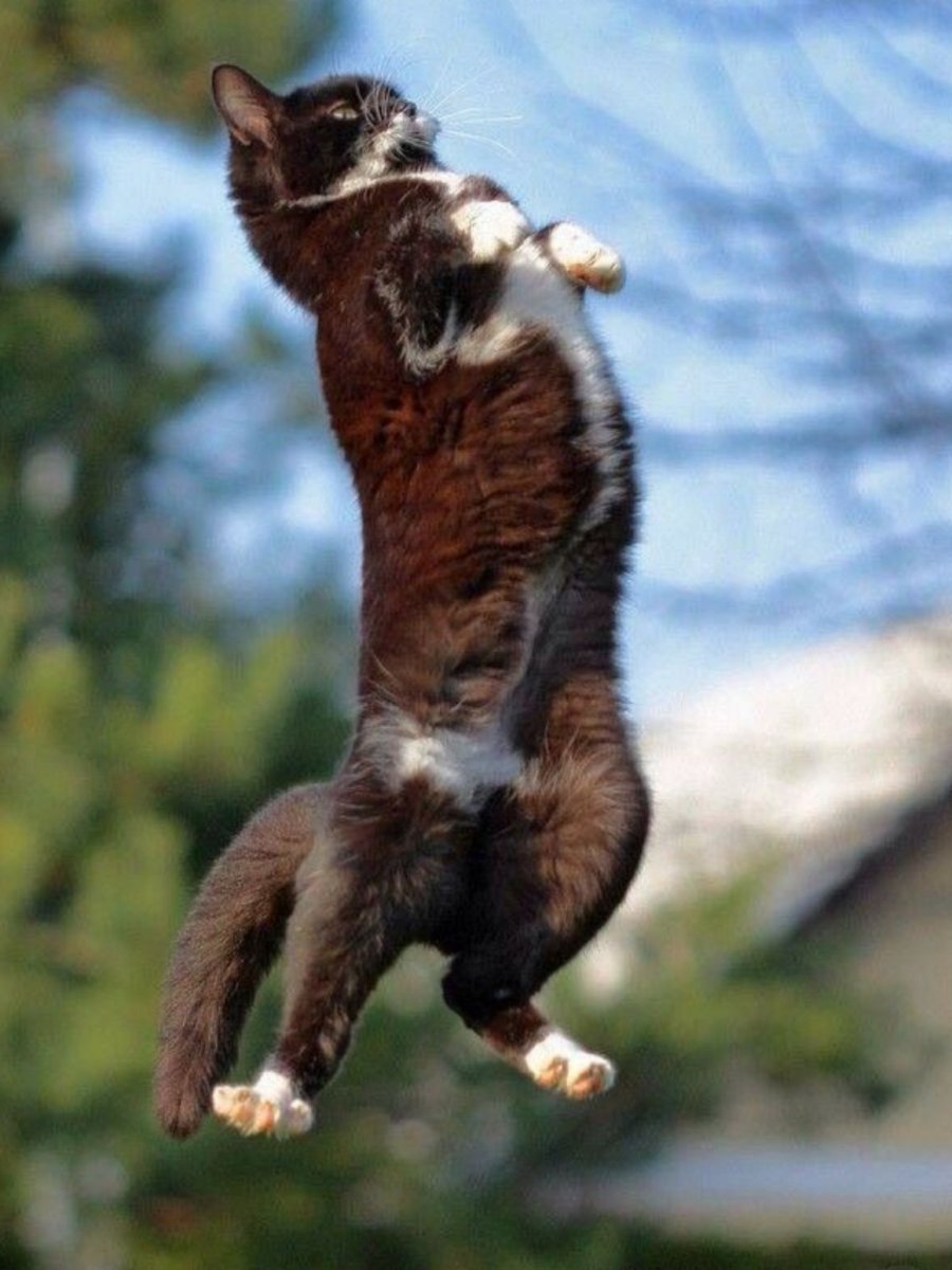 Танцующий кот