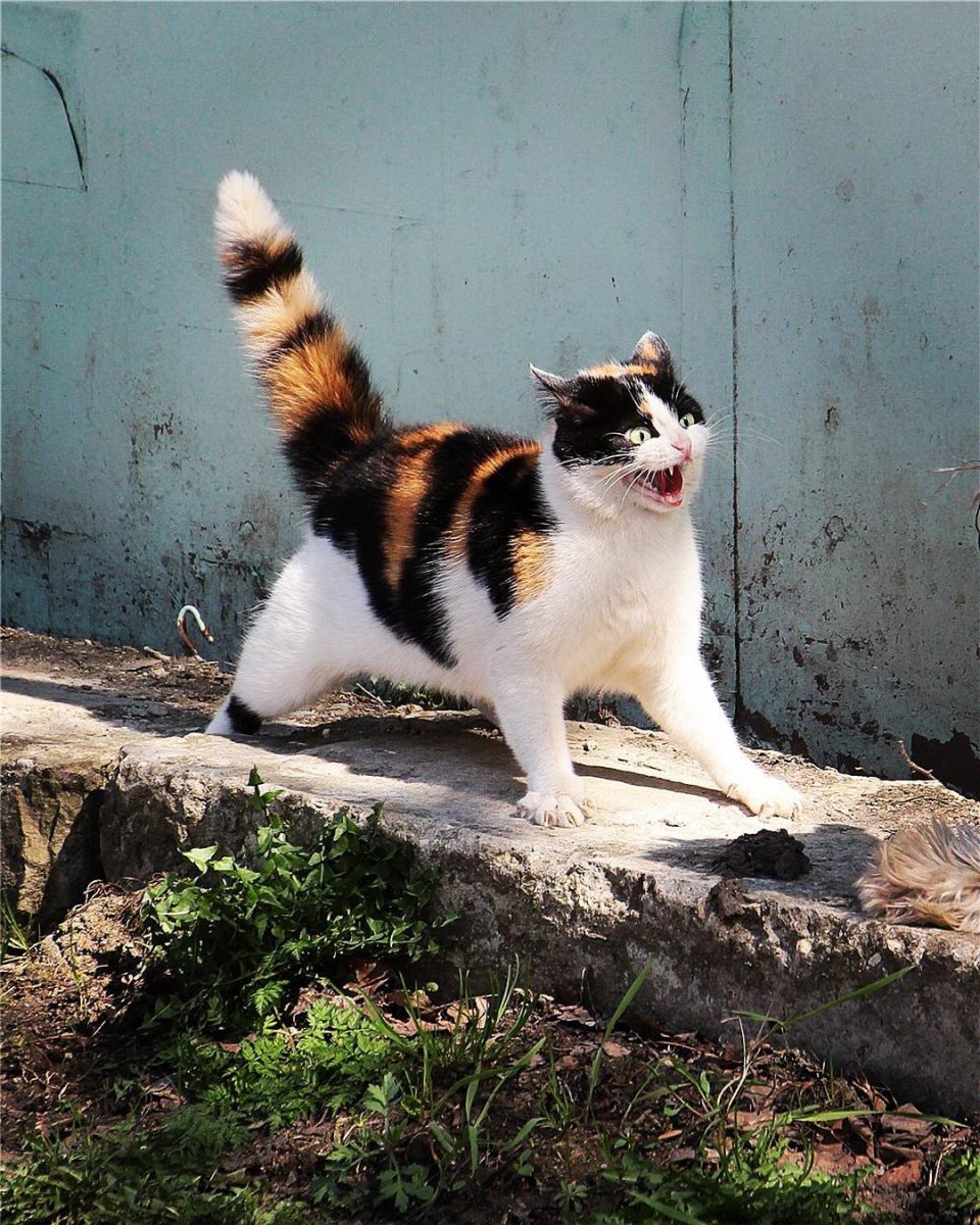 Кошка на дыбах