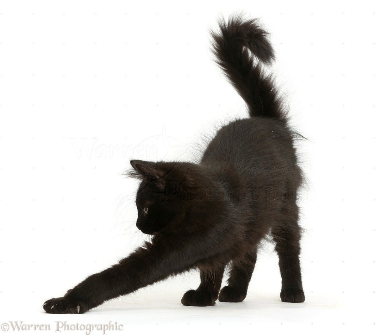 Кошка сзади