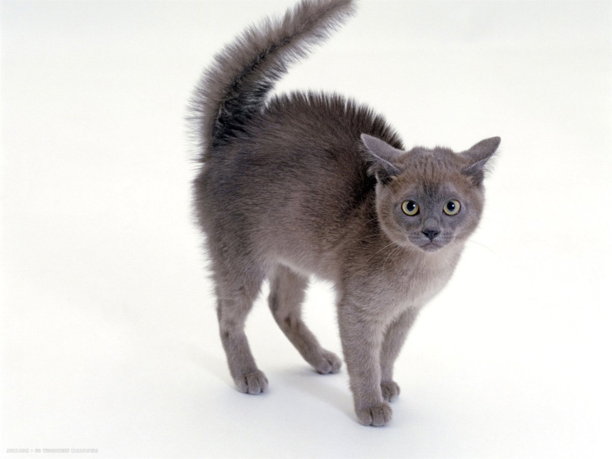 Кот с поднятой лапой