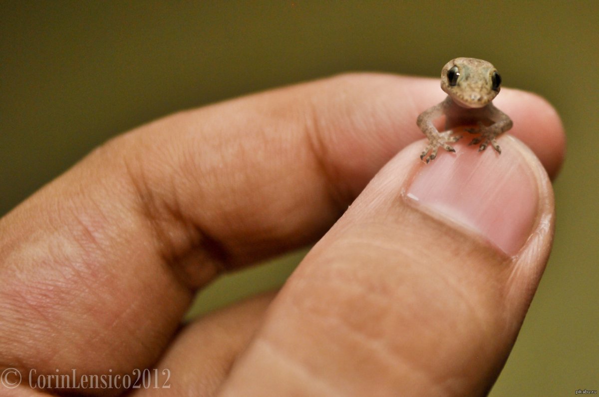 Маленькая ящерица в аквариуме