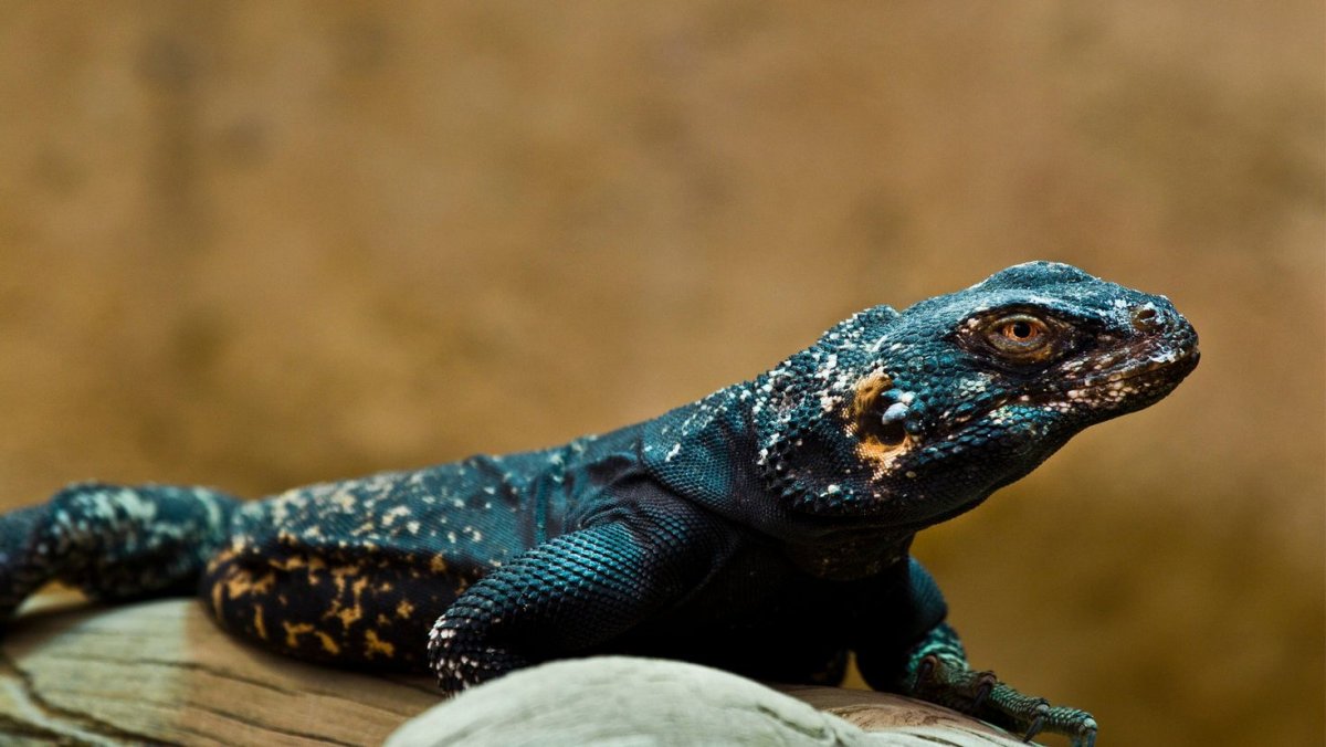 Пятнистый эублефар