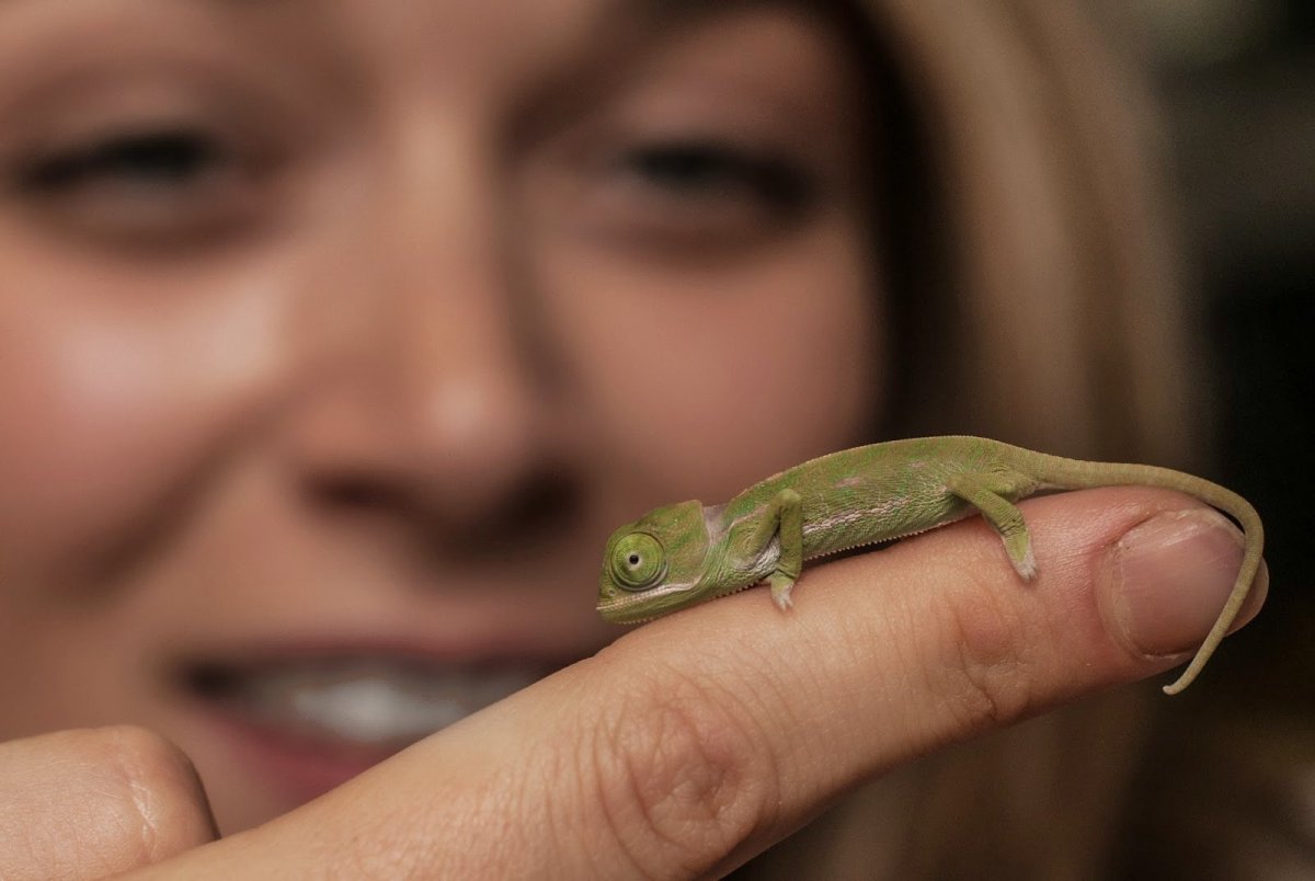 Ошейниковая игуана