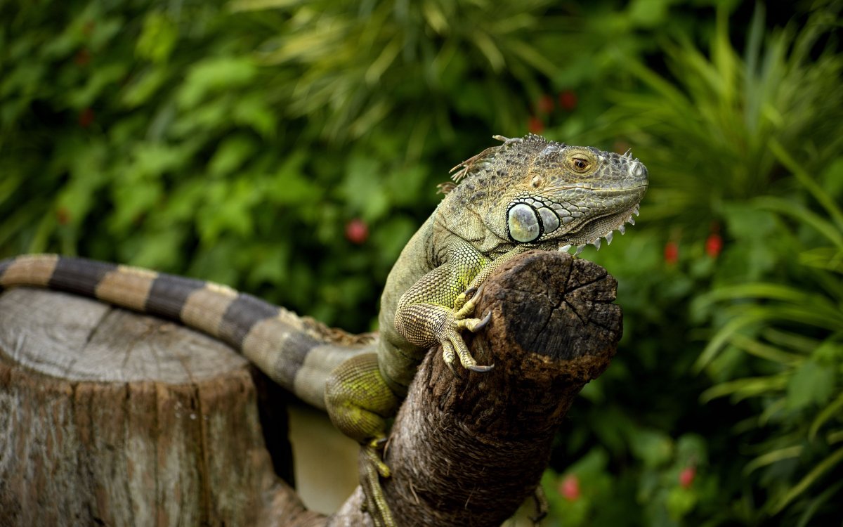 Крымская ящерица