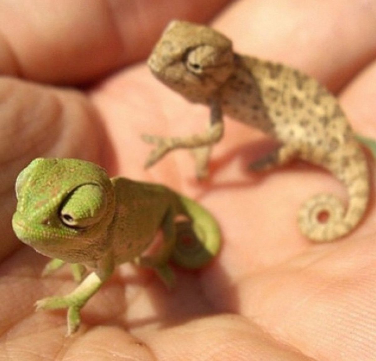 Разноцветная ящурка пресмыкающиеся