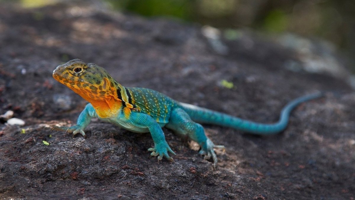 Бананоед ящерица