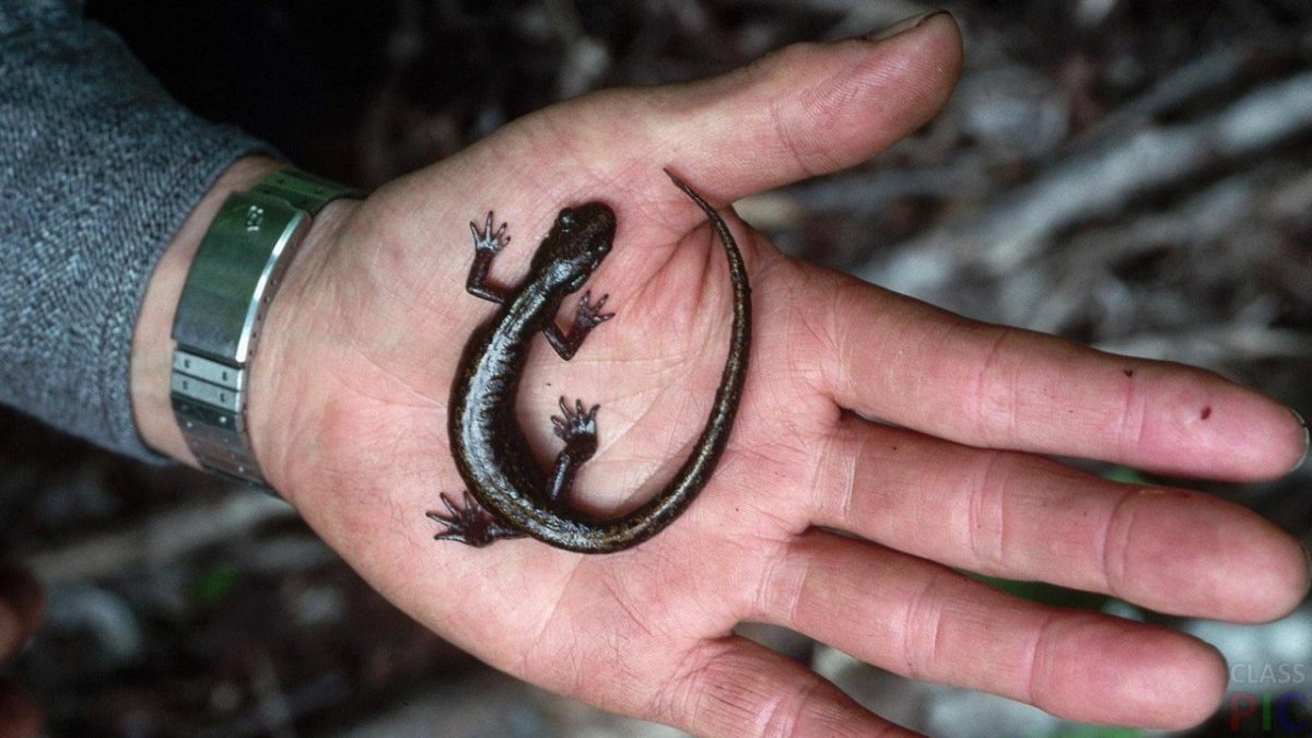 Микро хамелеон Brookesia Micra