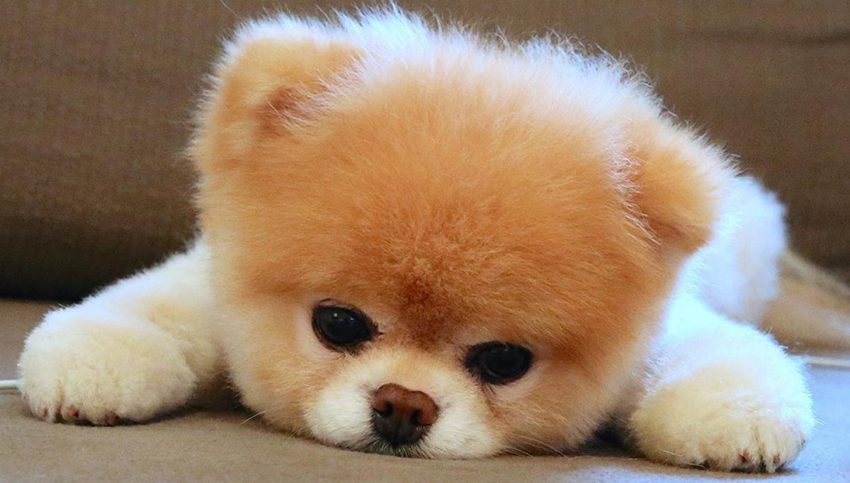 Шпиц собака Медвежонок