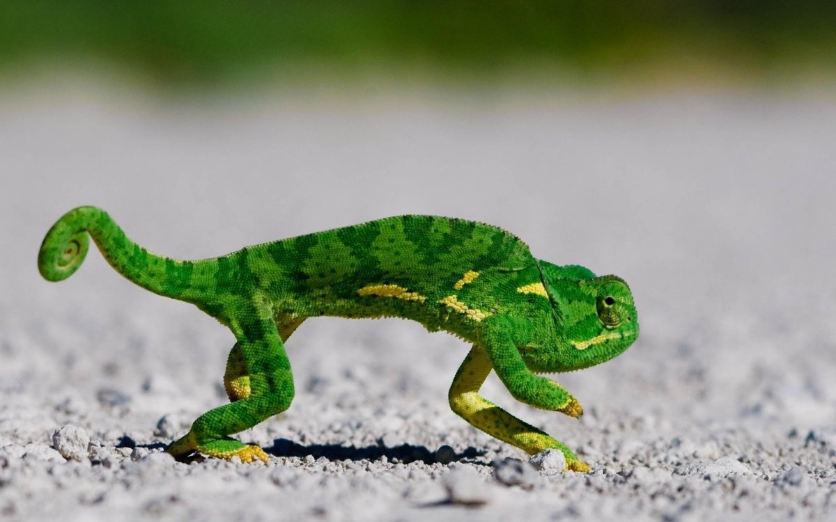 Пресмыкающиеся животные хамелеон