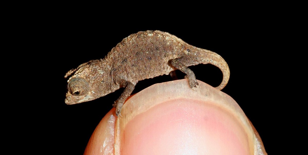 Геккон эублефар милые