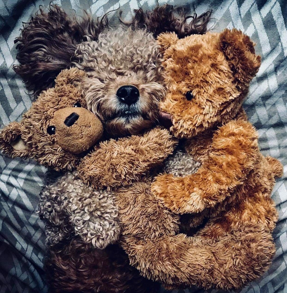 Собака Тедди Беар порода