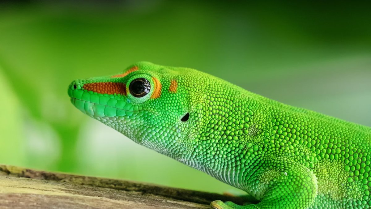 Пресмыкающиеся Гекконы