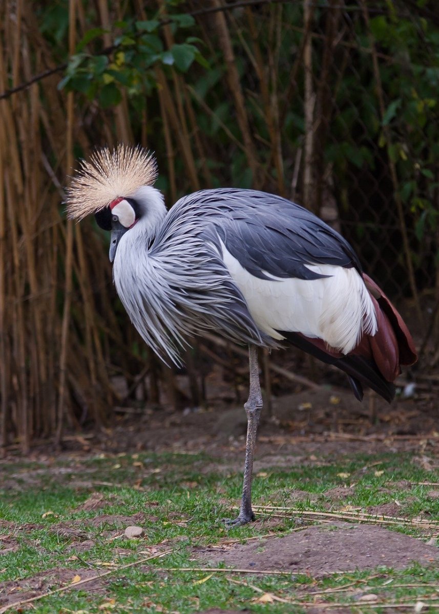 Обыкновенная колпица