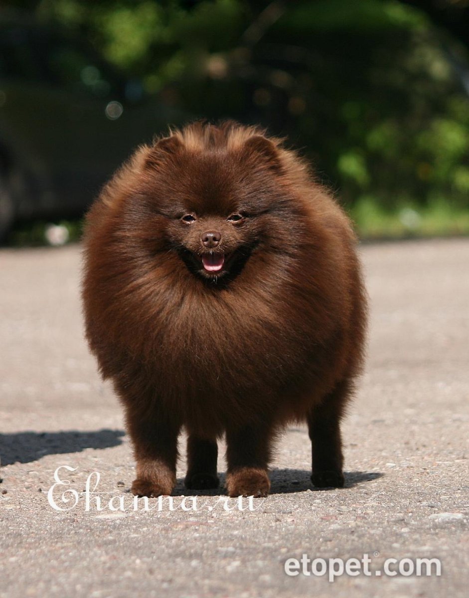 Шоколадный шпиц Бертрам