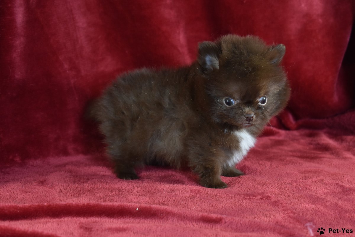 Померанский шпиц