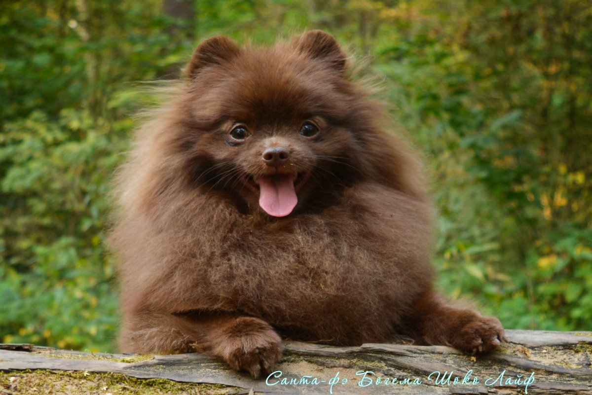 Щенки шпица померанского среднего