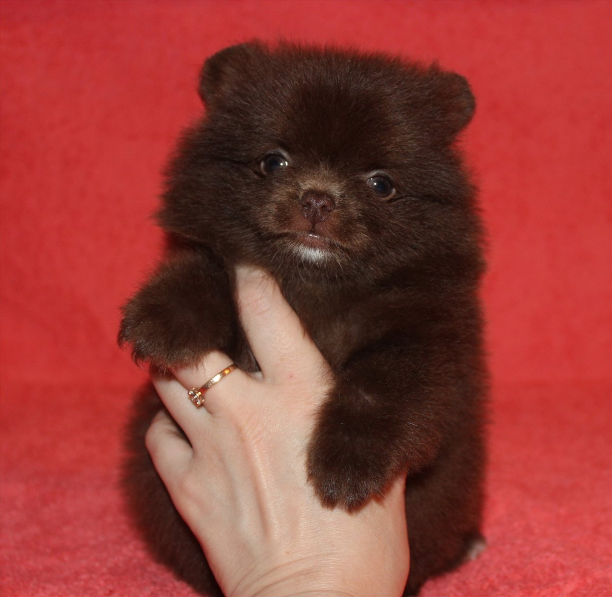 Померанский шпиц Детеныши