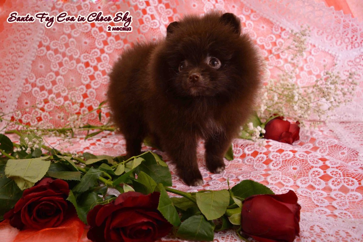 Померанский шпиц милота