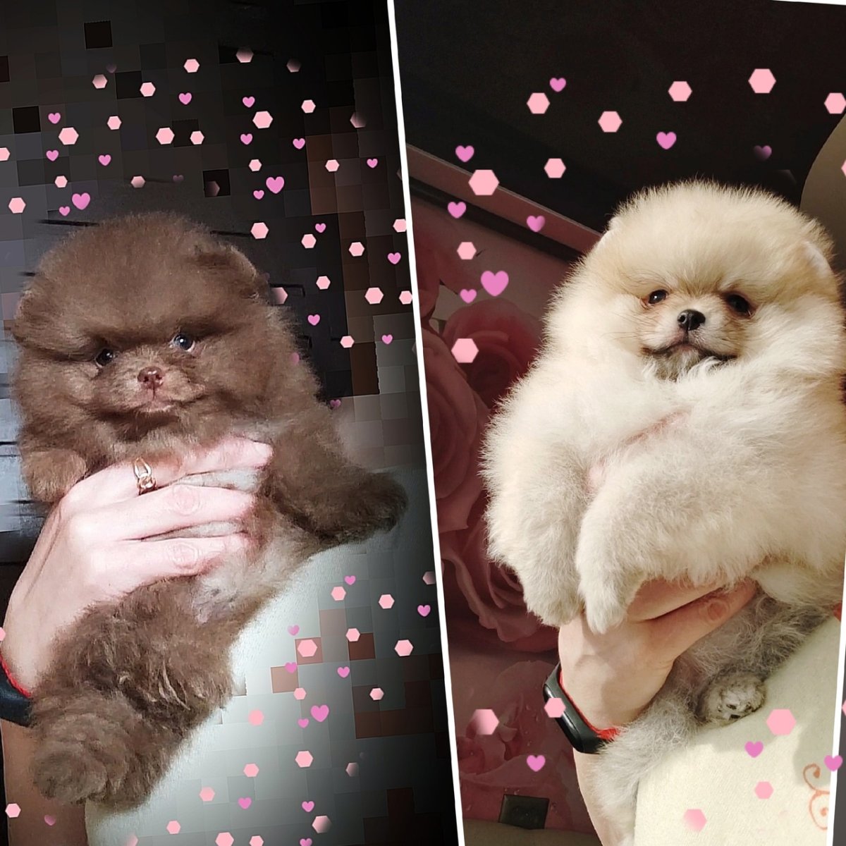 Шоколадно подпалый шпиц