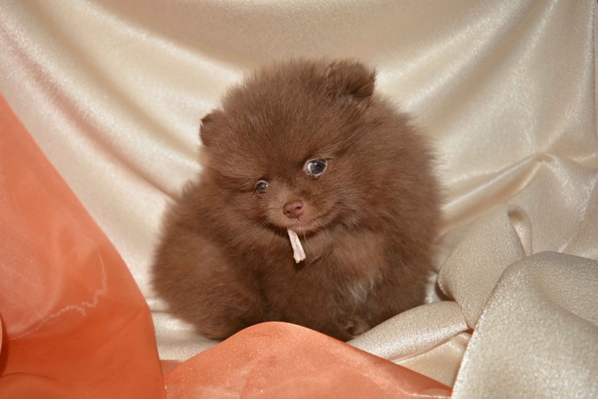 Померанский шпиц