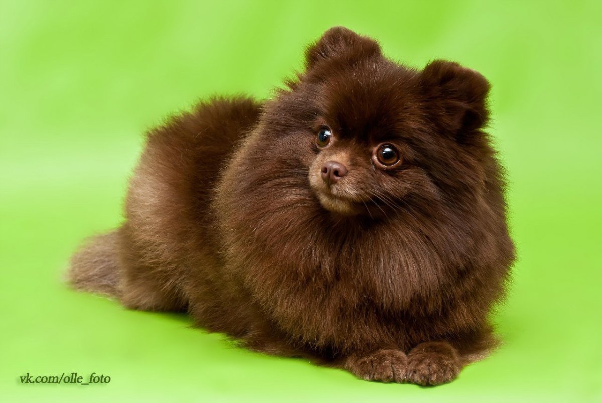 Шпиц померанский медвежьего шоколадный