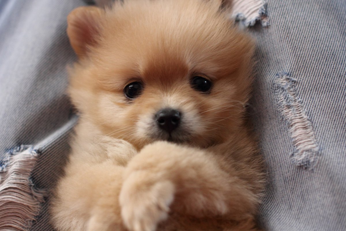 Щенки шпица Новорожденные