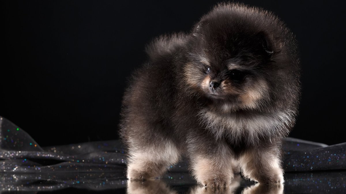 Шпиц щенок оранж