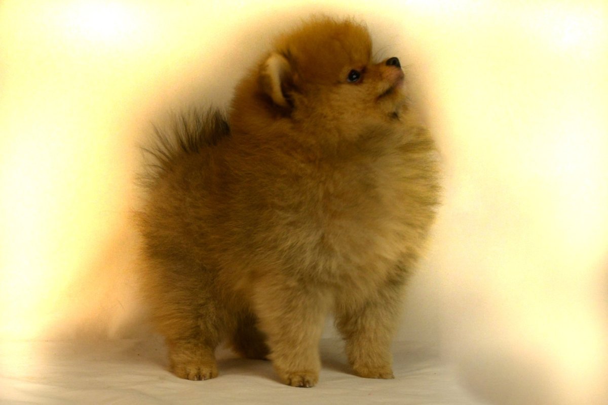 Померанский шпиц бурый