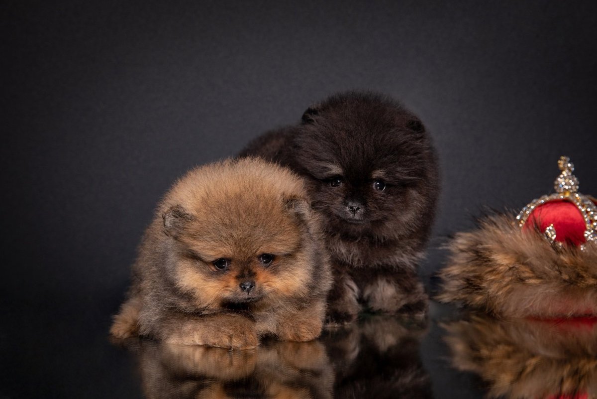 Померанец щенок рыжий