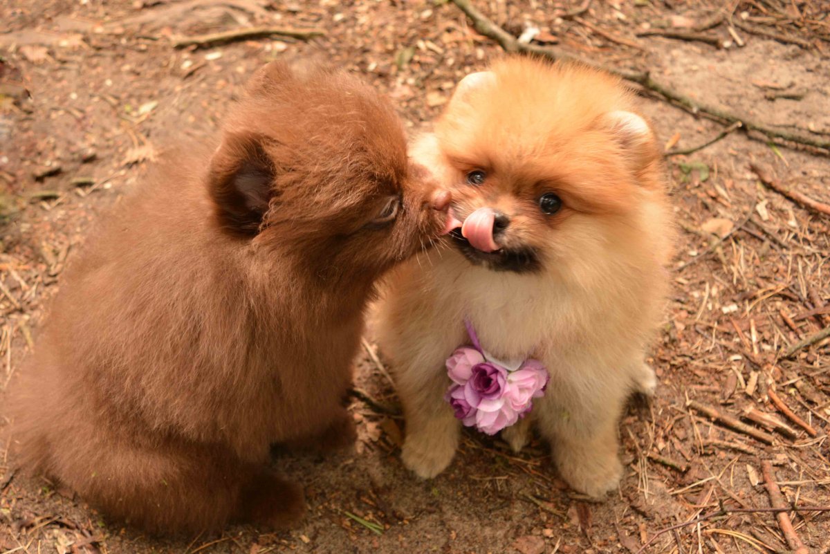 Шпиц померанский карликовый