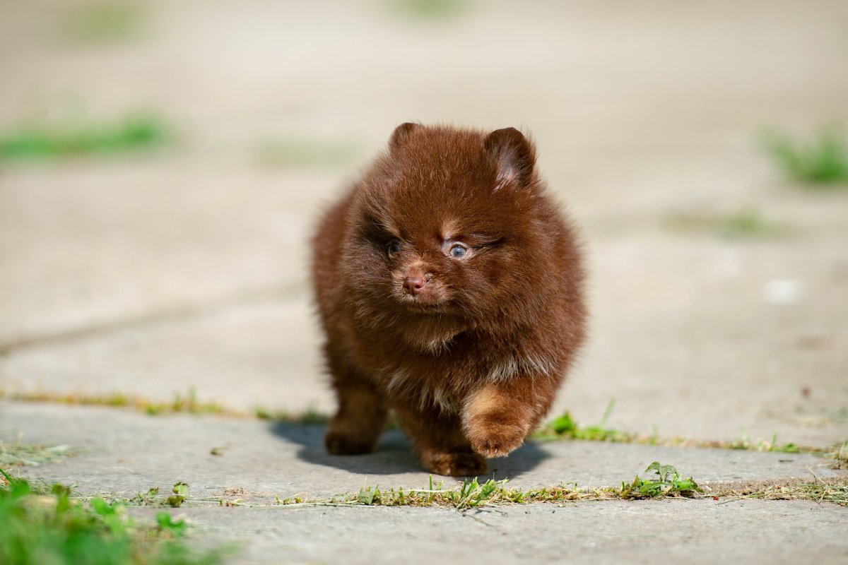 Померанский шпиц Бертрам