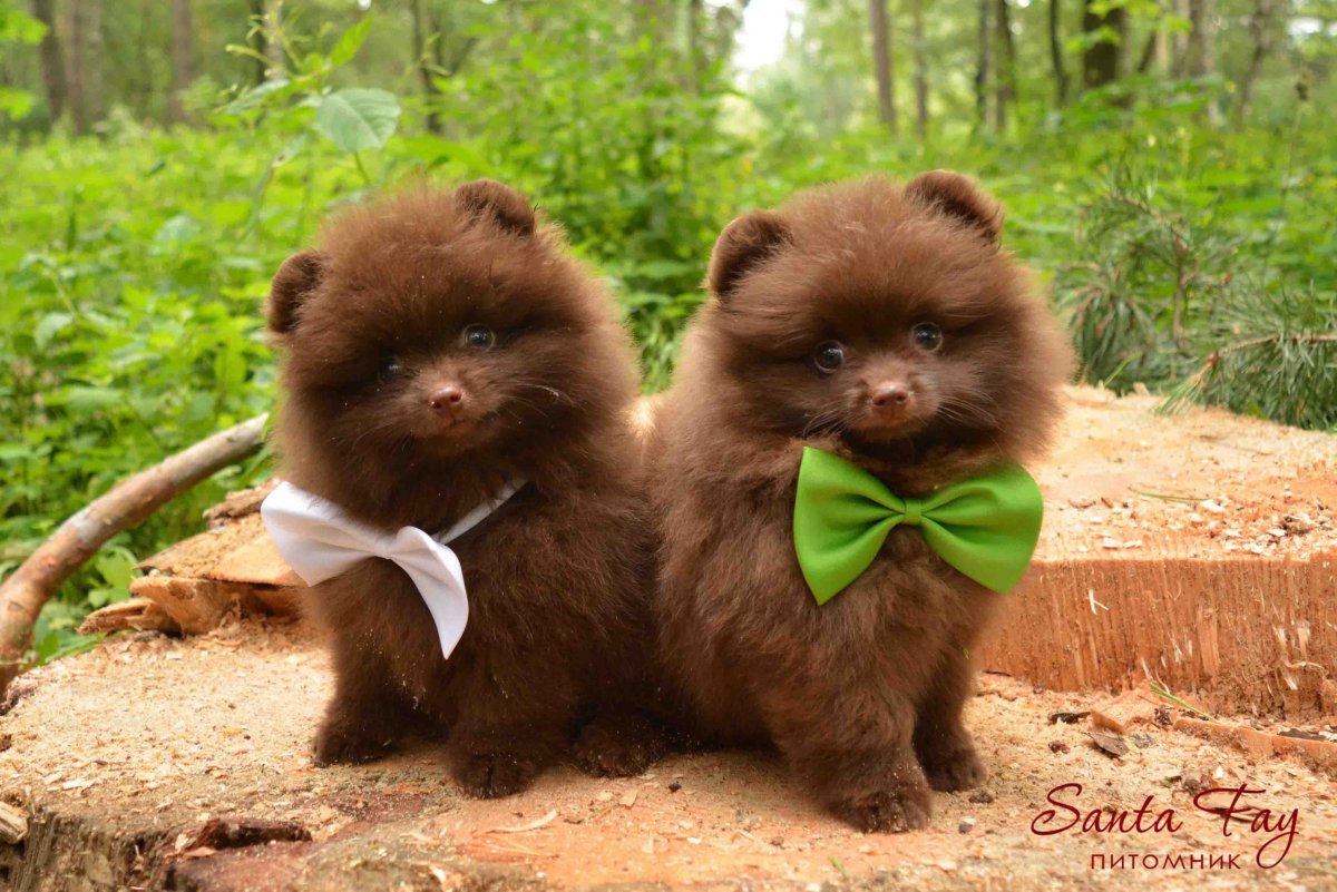 Померанский шпиц коричневый