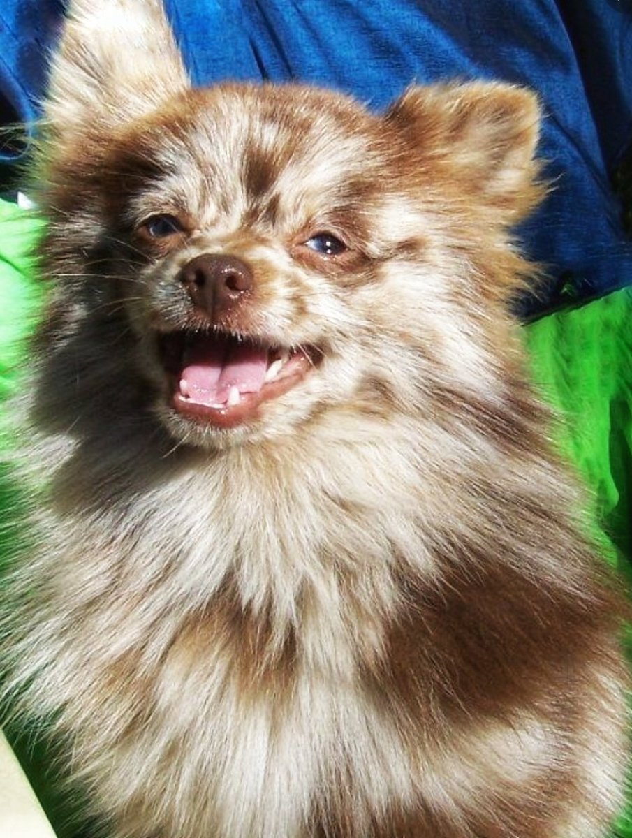 Померанский шпиц Teacup.