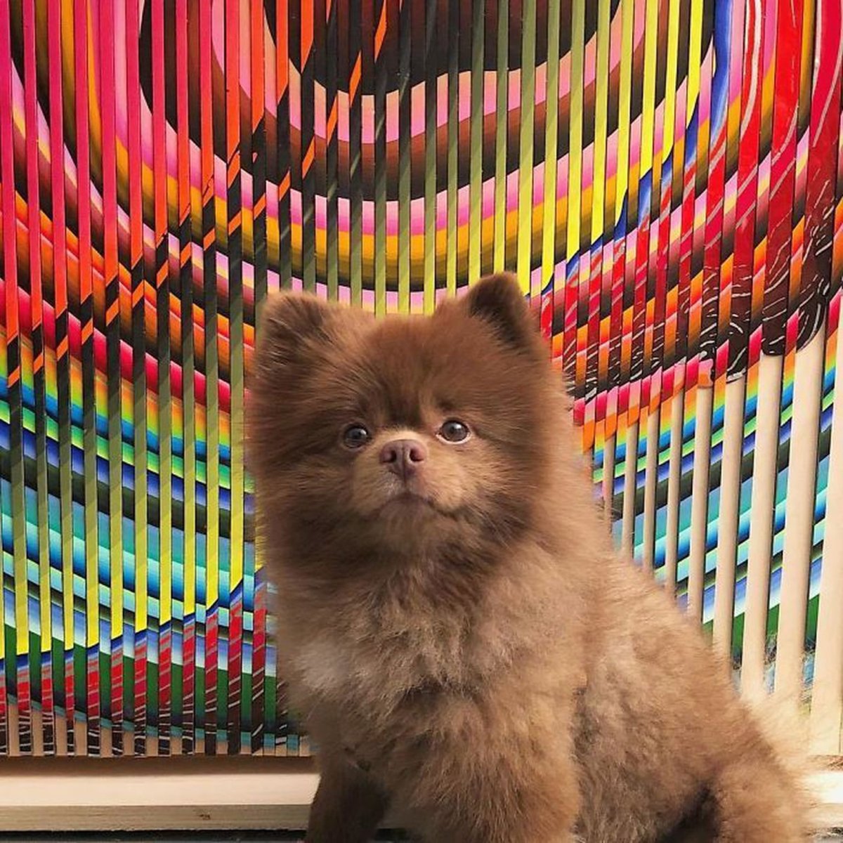 Шпиц Бертрам порода