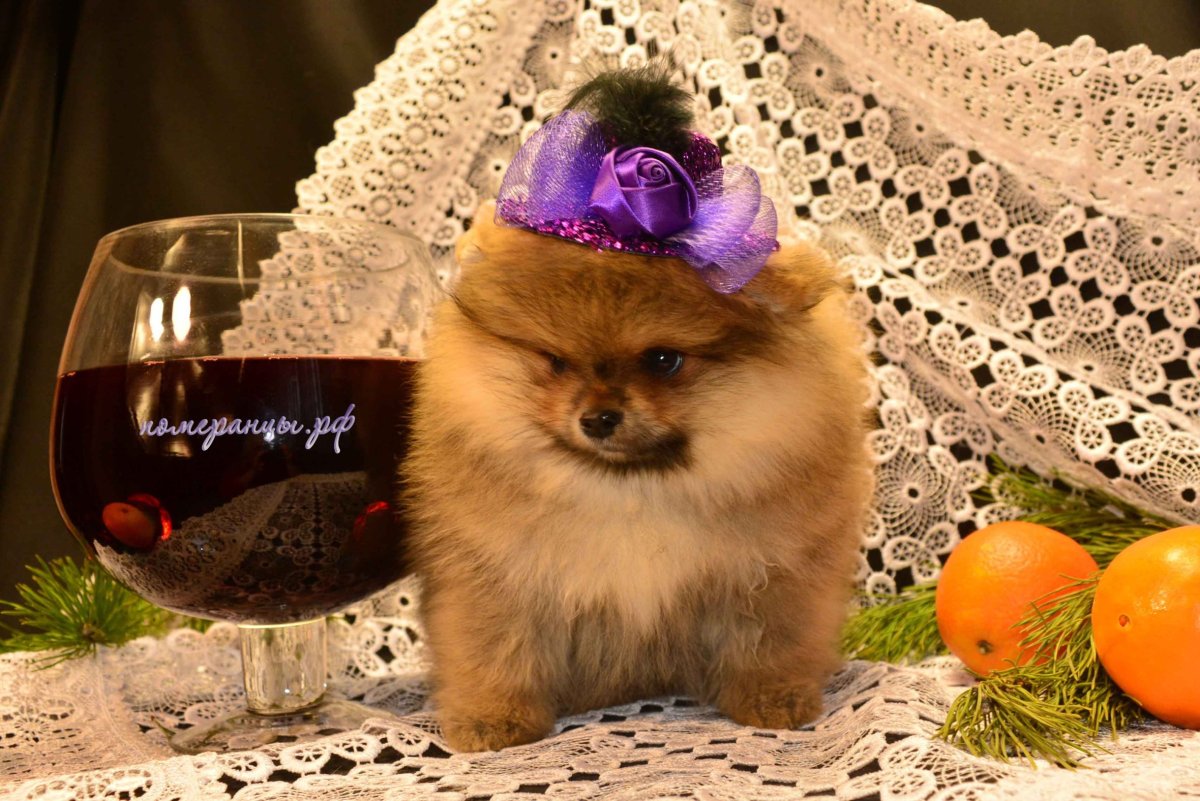 Китайская собачка Медвежонок