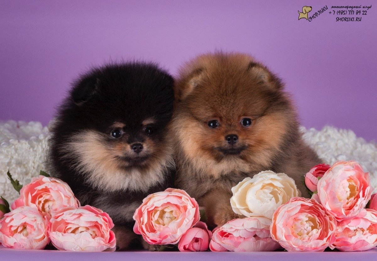 Померанский шпиц окрас Панда