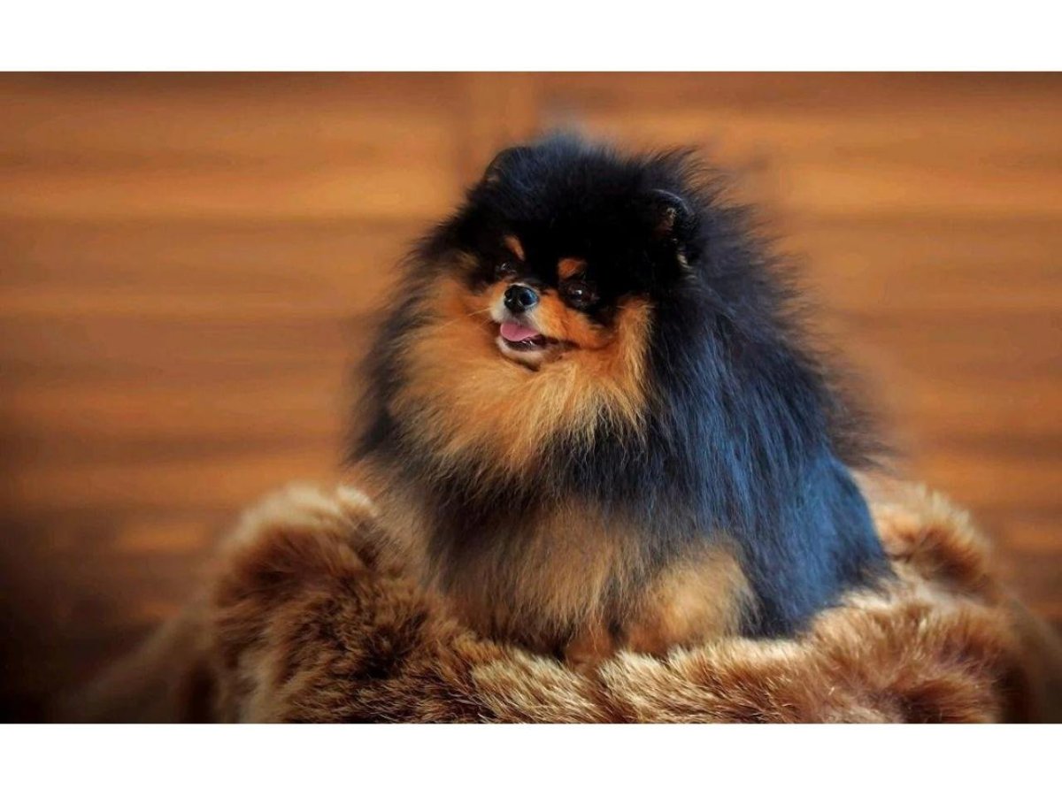 Бертрам шпиц-Медвежонок