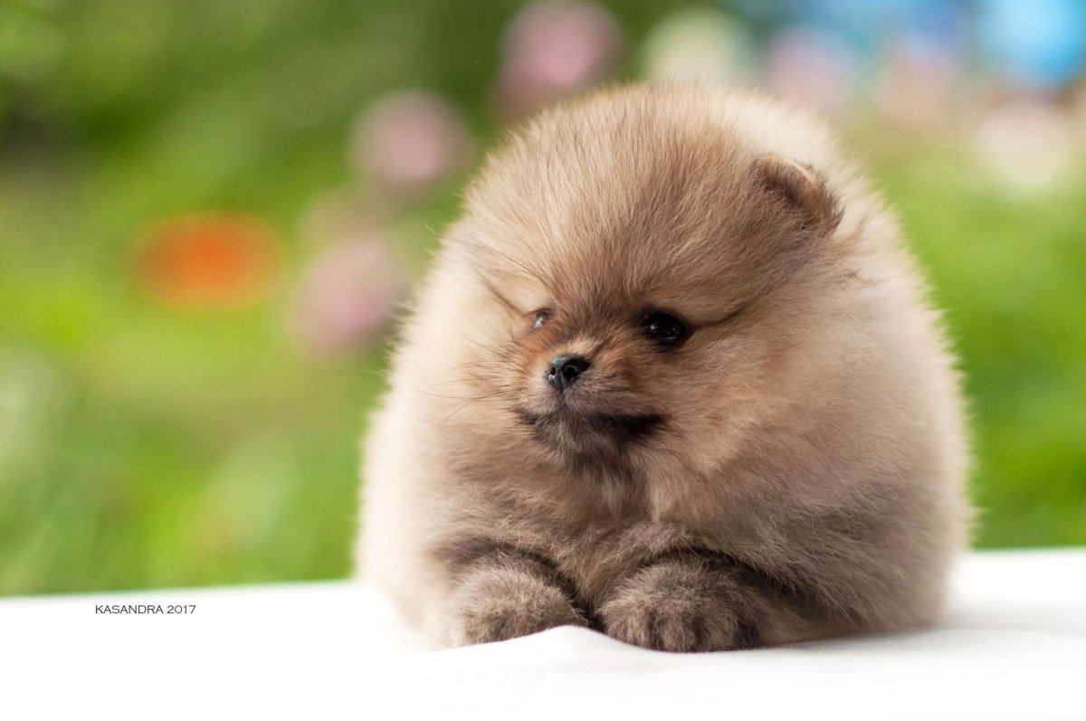 Померанский шпиц белый милый в одежде