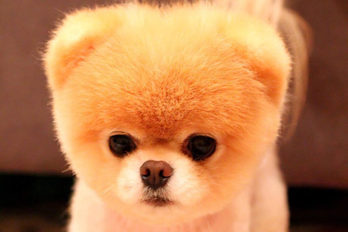 Шпиц Фантом